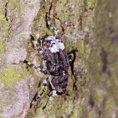 Tropideres albirostris