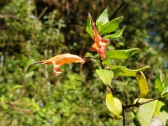 Clinopodium macrostemum