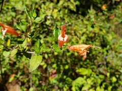 Clinopodium macrostemum