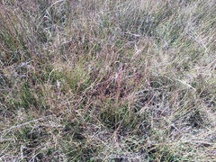 Bouteloua aristidoides