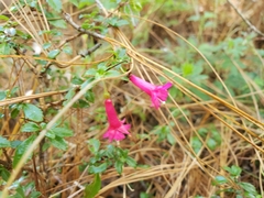Fuchsia microphylla