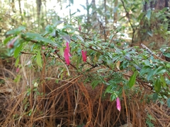 Fuchsia microphylla