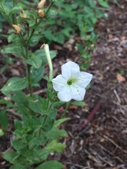 Petunia axillaris