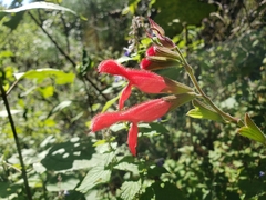 Salvia fulgens