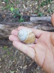 Xanthomelon pachystylum