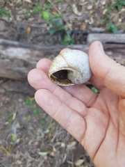 Xanthomelon pachystylum