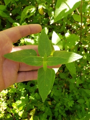 Salvia fulgens