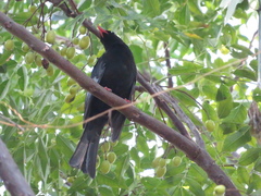 Hypsipetes leucocephalus