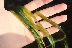 Potamogeton robbinsii