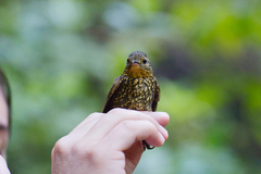 Premnoplex brunnescens