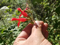 Salvia fulgens