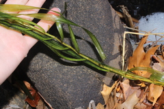 Potamogeton robbinsii