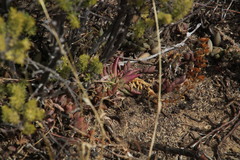 Crassula capitella thyrsiflora