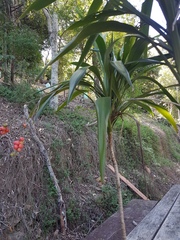 Cordyline petiolaris