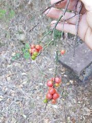 Cordyline petiolaris