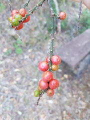 Cordyline petiolaris