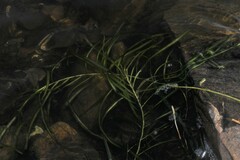 Potamogeton robbinsii
