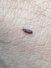 Bitoma insularis