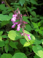 Salvia carnea