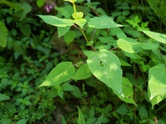 Salvia carnea