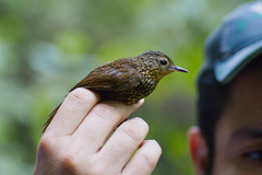 Premnoplex brunnescens