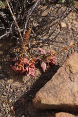 Crassula capitella thyrsiflora