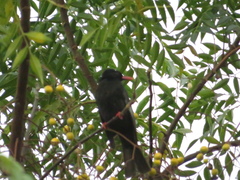 Hypsipetes leucocephalus