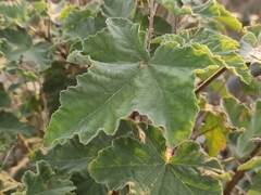 Malva arborea