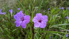 Ruellia