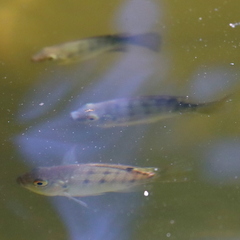 Oreochromis mossambicus