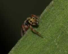 Paraphidippus