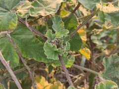 Malva arborea