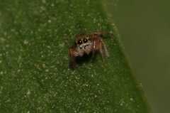 Paraphidippus
