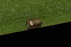 Paraphidippus