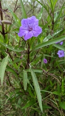 Ruellia