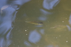 Oreochromis mossambicus