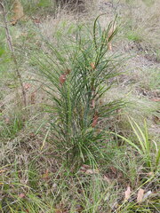 Macrozamia pauli-guilielmi