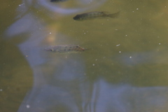 Oreochromis mossambicus