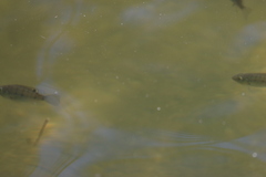 Oreochromis mossambicus