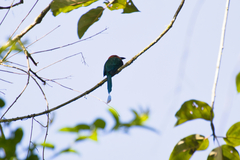 Electron platyrhynchum