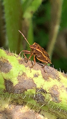 Cermatulus nasalis