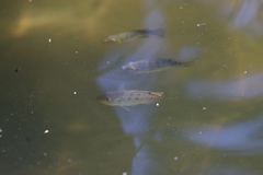Oreochromis mossambicus