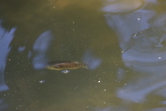 Oreochromis mossambicus
