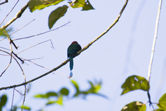 Electron platyrhynchum