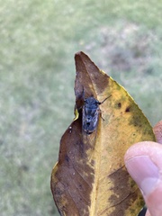 Pyropsalta rhythmica