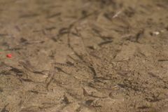Oreochromis mossambicus