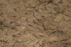 Oreochromis mossambicus
