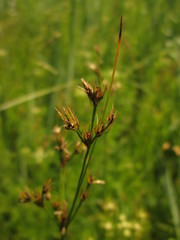 Juncus dudleyi