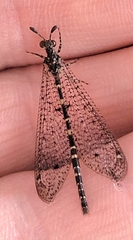 Galapagoleon darwini