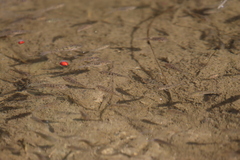 Oreochromis mossambicus